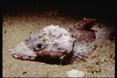 Thysanophrys cirronasus