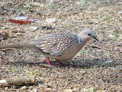 Streptopelia chinensis