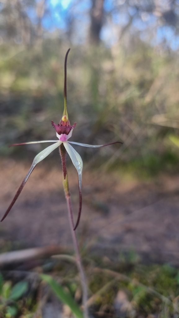 Caladenia oenochila