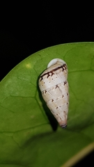 Macroceramus signatus
