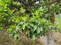 Doratoxylon apetalum