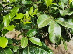 Doratoxylon apetalum