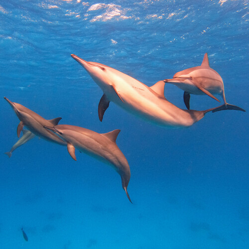 Spinner Dolphin