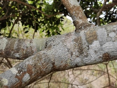 Doratoxylon apetalum