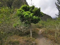 Doratoxylon apetalum