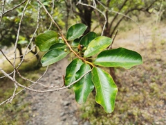 Aphloia theiformis
