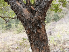 Aphloia theiformis