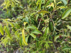 Agarista salicifolia