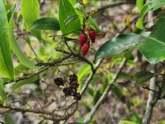 Agarista salicifolia