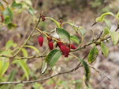 Agarista salicifolia