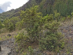 Agarista salicifolia