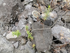 Hypericum lanceolatum