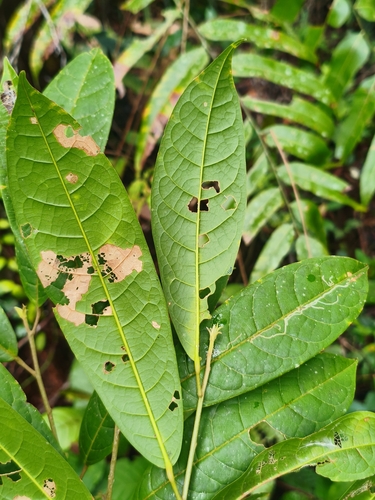 Anisoptera marginata observed 2025-09-04