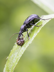 Cychrus caraboides