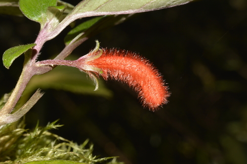 Agalmyla rubra