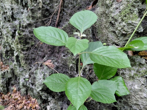 Callicarpa lamii observed 2025-08-25