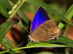 Arhopala silhetensis