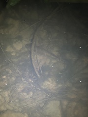 Striped Gudgeon photo 5