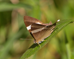 Abisara neophron