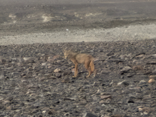 African Wolf