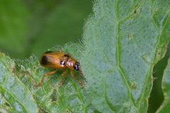 Phyllobrotica quadrimaculata