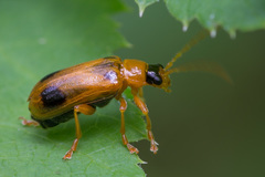 Phyllobrotica quadrimaculata