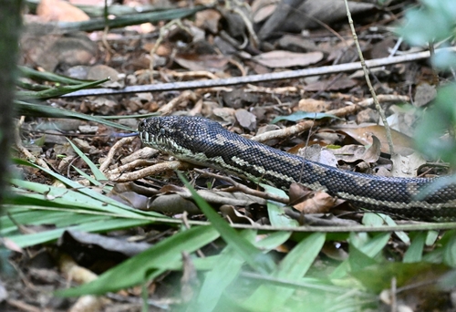 Coastal Carpet Python sighting