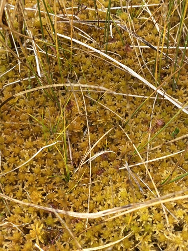 Sphagnum subfulvum observed 2025-09-04