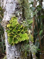 Crocodia