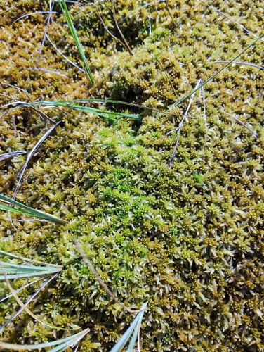 Sphagnum jensenii, 2025-09-03
