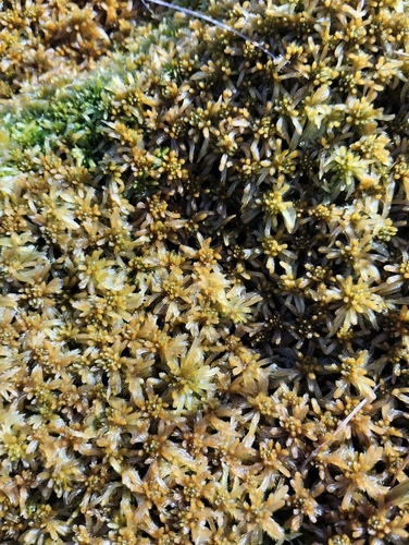 Sphagnum jensenii, 2025-09-03