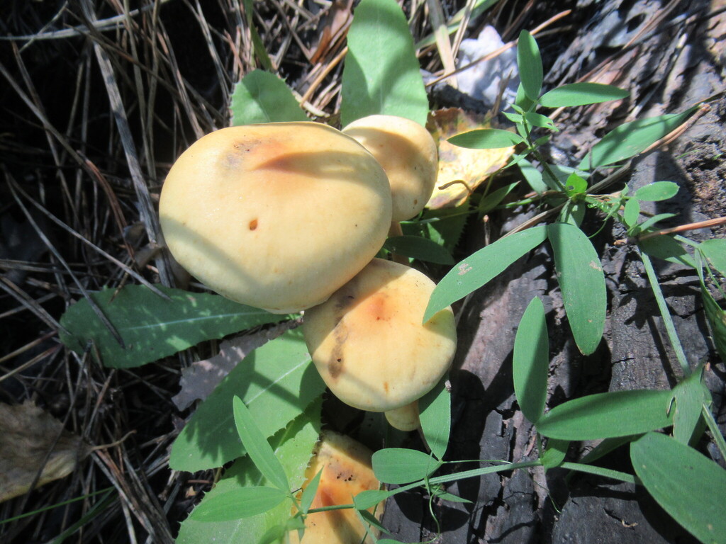 Hypholoma capnoides · September 2025 · photo: © smsergey (iNaturalist, cc-by-nc)