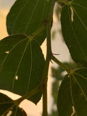 Ziziphus jujuba