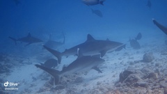 Carcharhinus albimarginatus