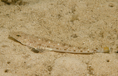 Platycephalus grandispinis