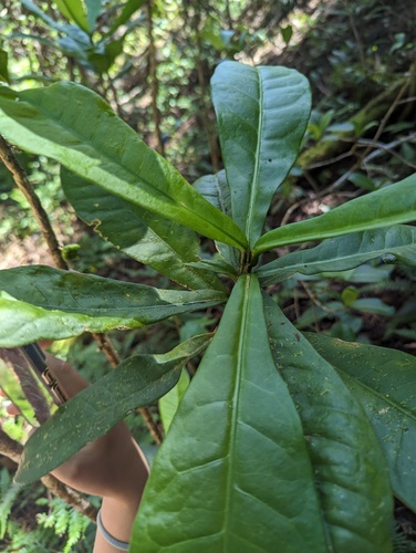 Oahu Pilo Kea (Melicope cornuta)
