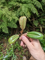 Planchonella sandwicensis, photograph author not stated, no rights reserved