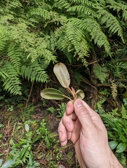 Planchonella sandwicensis, photograph author not stated, no rights reserved