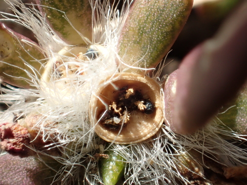 Portulaca pilosa