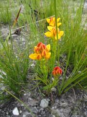 Ceratandra grandiflora