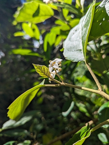Solanum sandwicense observed 2024-04-20