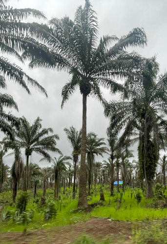 African oil palm