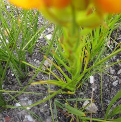 Ceratandra grandiflora