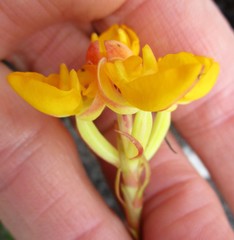 Ceratandra grandiflora