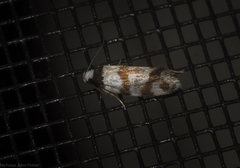 Isomoralla gephyrota