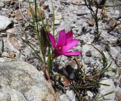 Romulea cruciata