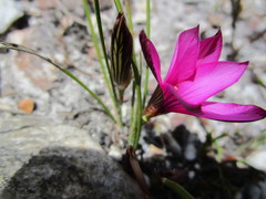 Romulea cruciata
