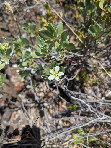 Geranium cuneatum, photograph 2