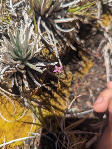 Centaurium erythraea observed 2024-06-01