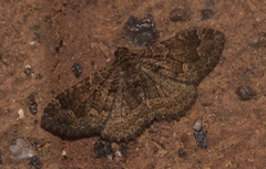 Visiana incertata